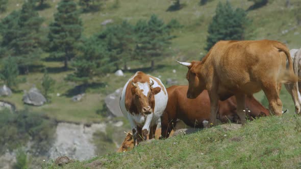 Closeup Cow Herd Grazes on Green Meadow Among Hills