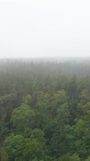 Vertical Video Fog in the Forest Aerial View