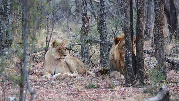 Two golden African Lions lie peacefully in Tambotie forest trees