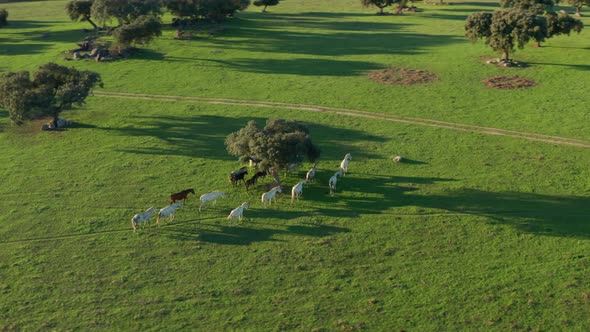 Aerial Footage of a Breeding Farm Within Huge Picturesque Landscape