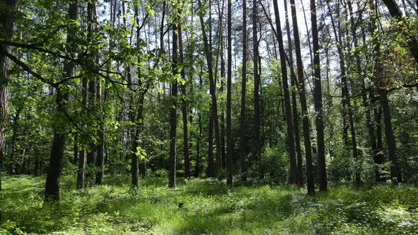 Beautiful Green Forest on a Summer Day Slow Motion