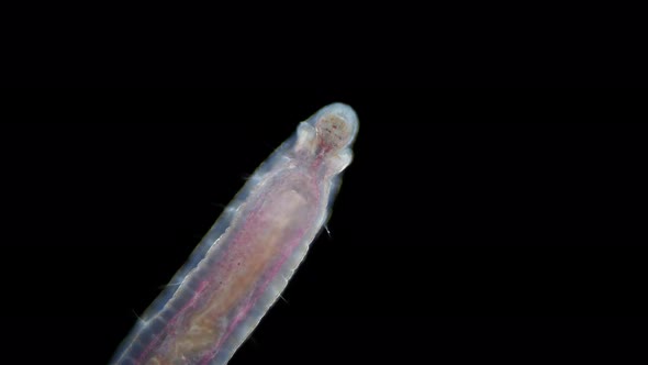 worm Polychaeta Polyophthalmus sp. under a microscope, Ophelliidae family