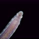 worm Polychaeta Polyophthalmus sp. under a microscope, Ophelliidae family - VideoHive Item for Sale