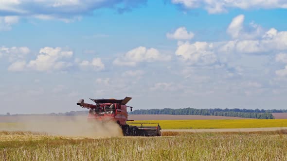 Combine harvester gathers the wheat crop under the blue sky. Combine is working on the field