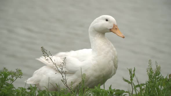 White Goose on the Background of a Lake or River