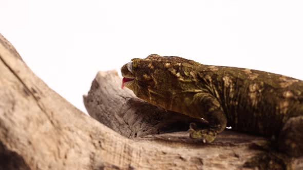 tokay gecko licks wood log super slomo