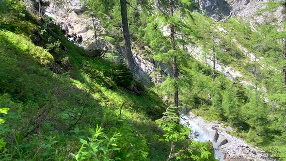 Pan shot of forest trees growing on mountain hill and flowing waterfall in the valley. Austrian Alps