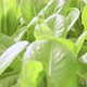Dolly shot of organic freshness vegetables hydroponic green house soiless water system - VideoHive Item for Sale