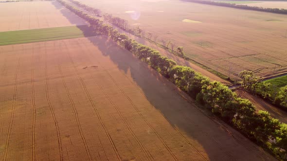 Aerial Drone View Flight Over Fields with Different Growing