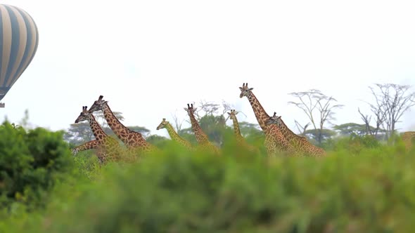 Magnificent Tower of Giraffes Migrating in African Savanna