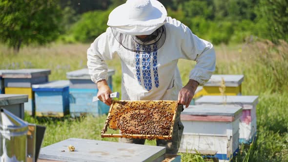 Apiarist near beehives