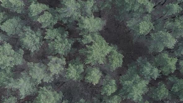 Vertical Video of Pine Forest Aerial View Slow Motion