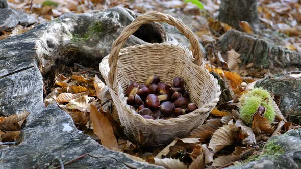 Chestnuts Background - Harvesting Chestnut in the Forest with Basket in Autumn Foliage Ground