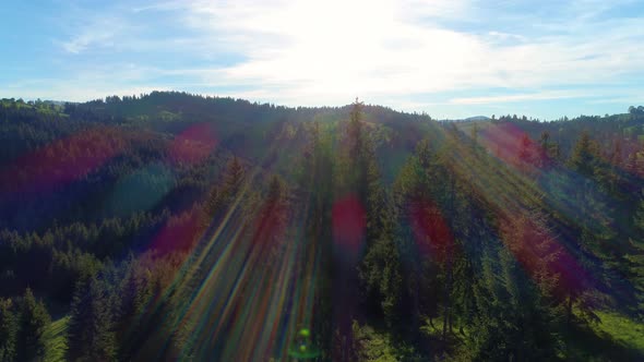 Aerial Shot of Green Forest