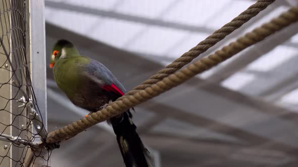 Close view of a turaco in captivity stading on a rope.