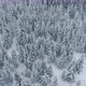 Aerial View of Winter Spruce Forest Snow Covered Frozen Trees Drone Shot - VideoHive Item for Sale
