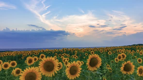 Timelapse of Sunflower Field on Sunset Background