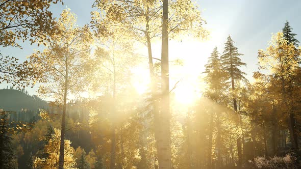 Sun Beams Through Trees