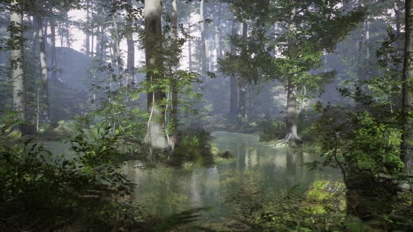 Sunrise with Sunbeams Through the Forest By the Lake