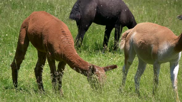 Young Cute Alpacas with brown skin eating grass on grass field in sunlight, medium shot.alap