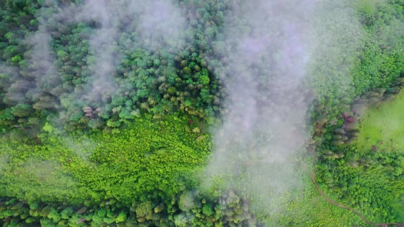 Nature. Aerial view at summer forest. Natural summer landscape from air.