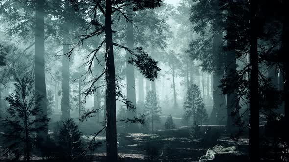 Black Tree Trunk in a Dark Pine Tree Forest