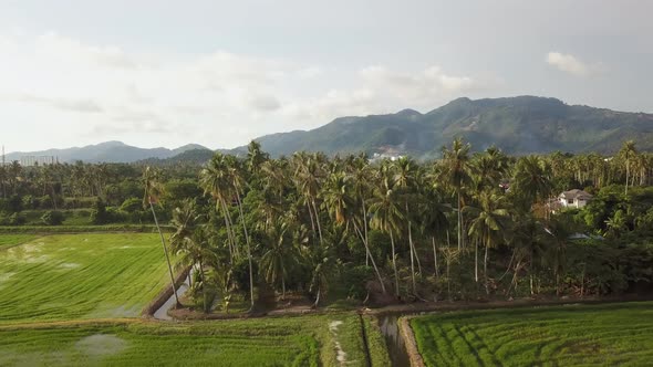 Flying above coconut trees