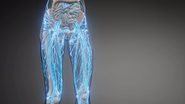 Blood Vessels of Human Body alt