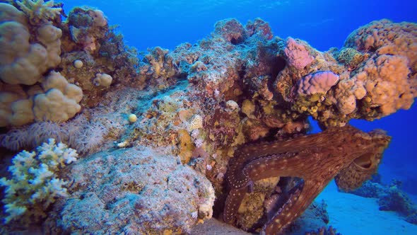 Underwater Tropical Octopus