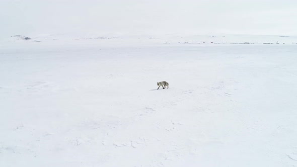 Fox Walking in the Snow