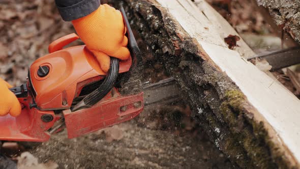 Worker Cuts a Felled Tree Trunk with a Chainsaw