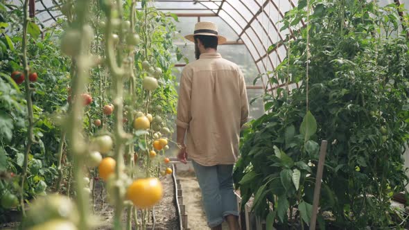 Back View of Confident Male Gardener Walking in Greenhouse Touching Plants Stems