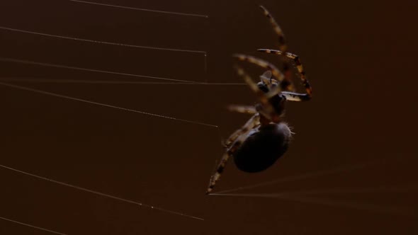 Spider Weaves a Web