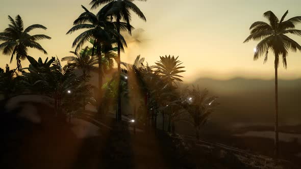 View of the Palm Trees in Fog alt