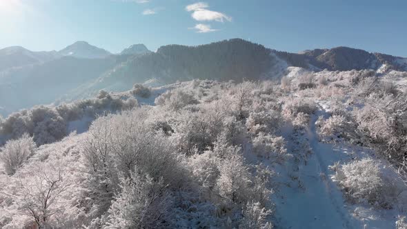 Aerial Shot of Winter Snow Forest in the Mountains