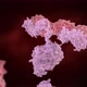 Antibody Octn - VideoHive Item for Sale