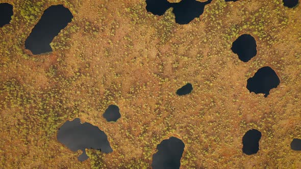 Flying Over Wild Nature with Huge Swamp at Sunny Summer Day