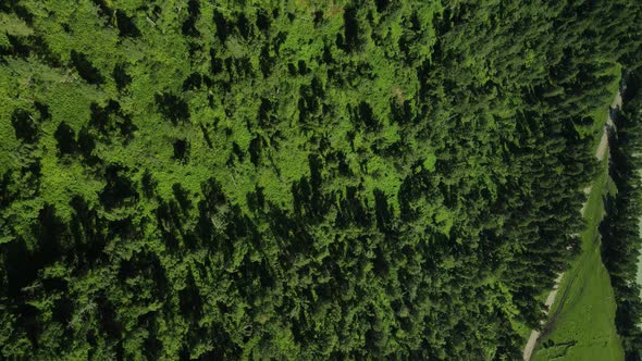 The Upper Angle of Green Fields and Trees in Summer