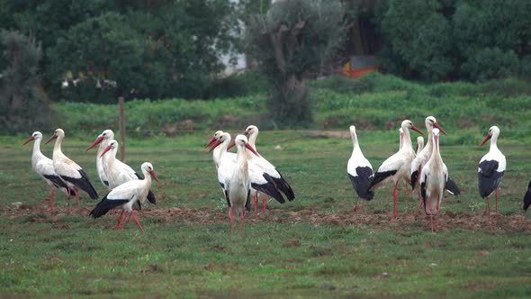 Flock of White Storks Resting in Fields