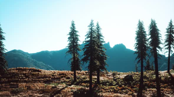 Trees on Meadow Between Hillsides with Conifer Forest
