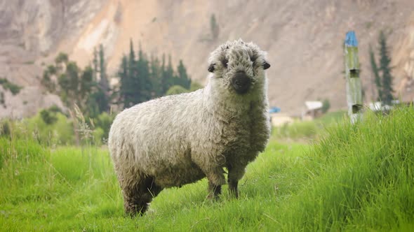 wide shot of a sheep in the field next to a mountain