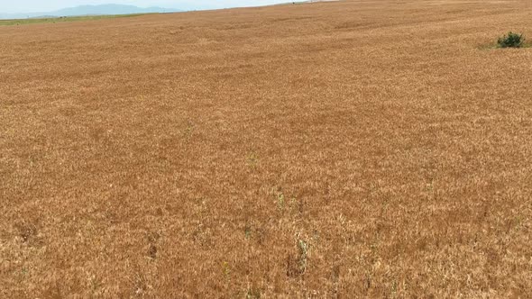 Wheat Field And Ears Of Yellow Wheat Aerial 2