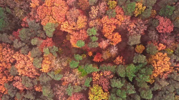 Colorful forest in autumn. Aerial view of wildlife, Poland.