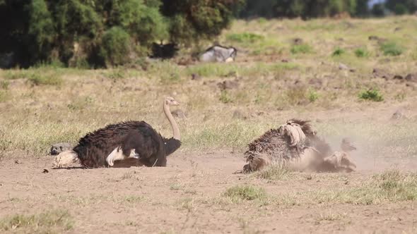 Ostrich Dusting In Amboseli Kenya