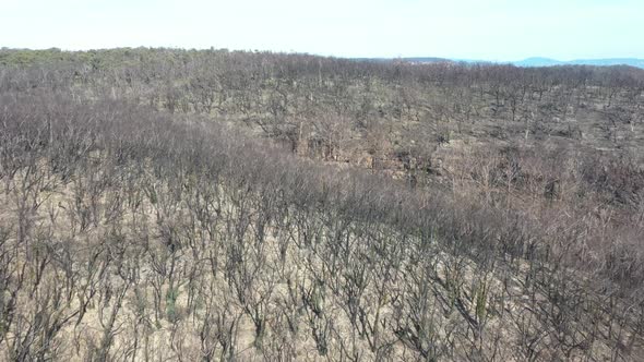 Aerial footage of forest regeneration after bushfires in The Blue Mountains in regional Australia