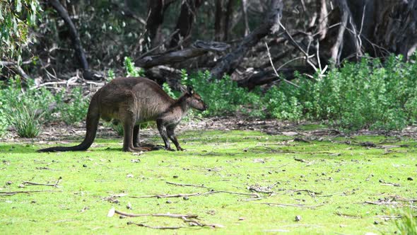 Kangaroo Jumping in the Australian Meadows