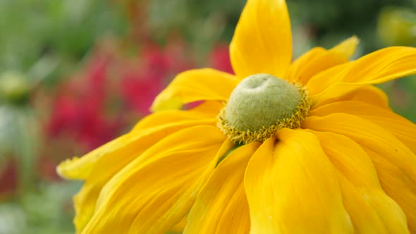 Rudbeckia hirta Irish Spring beautiful flower details in the garden 4K 3840X2160 UltraHD footage - R