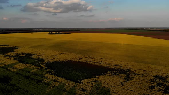 High quadcopter flight over a field of yellow flowering rapeseed.