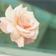 Closeup Pink Rose With Green Leaf - VideoHive Item for Sale