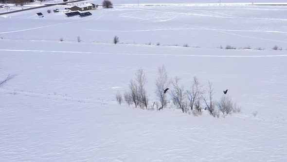 flying with two bald eagles in the winter aerial